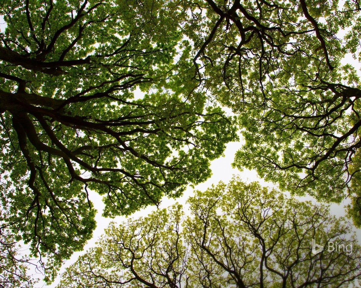 Корона дерева