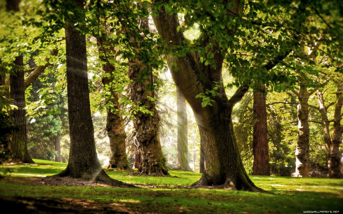 Дубрава деревья дубовой лес
