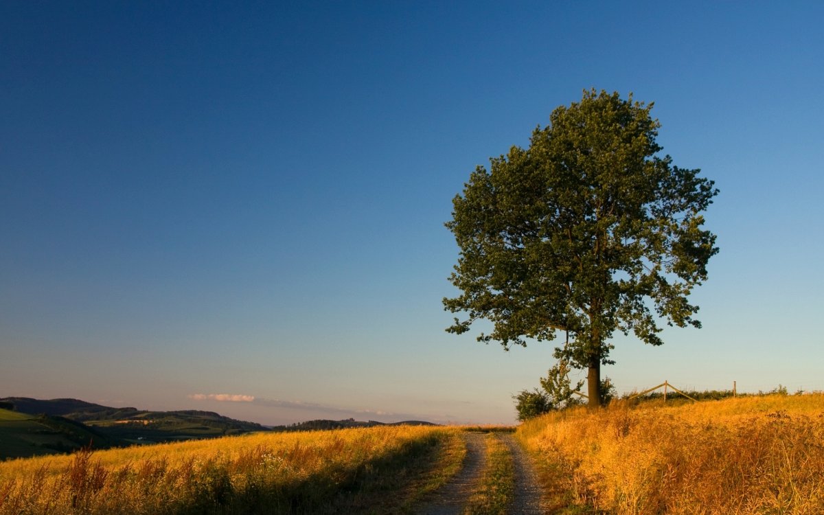 Одинокое дерево