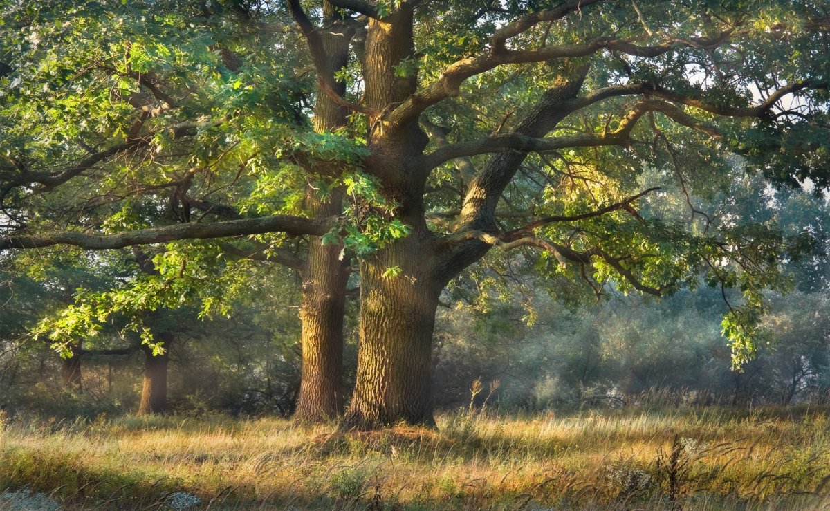 Дубравы и Рощи
