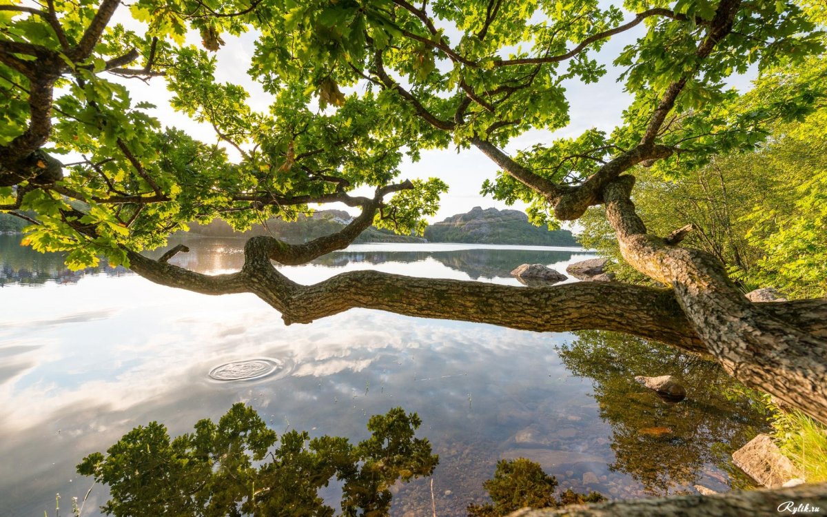 Дерево Утун Геншин