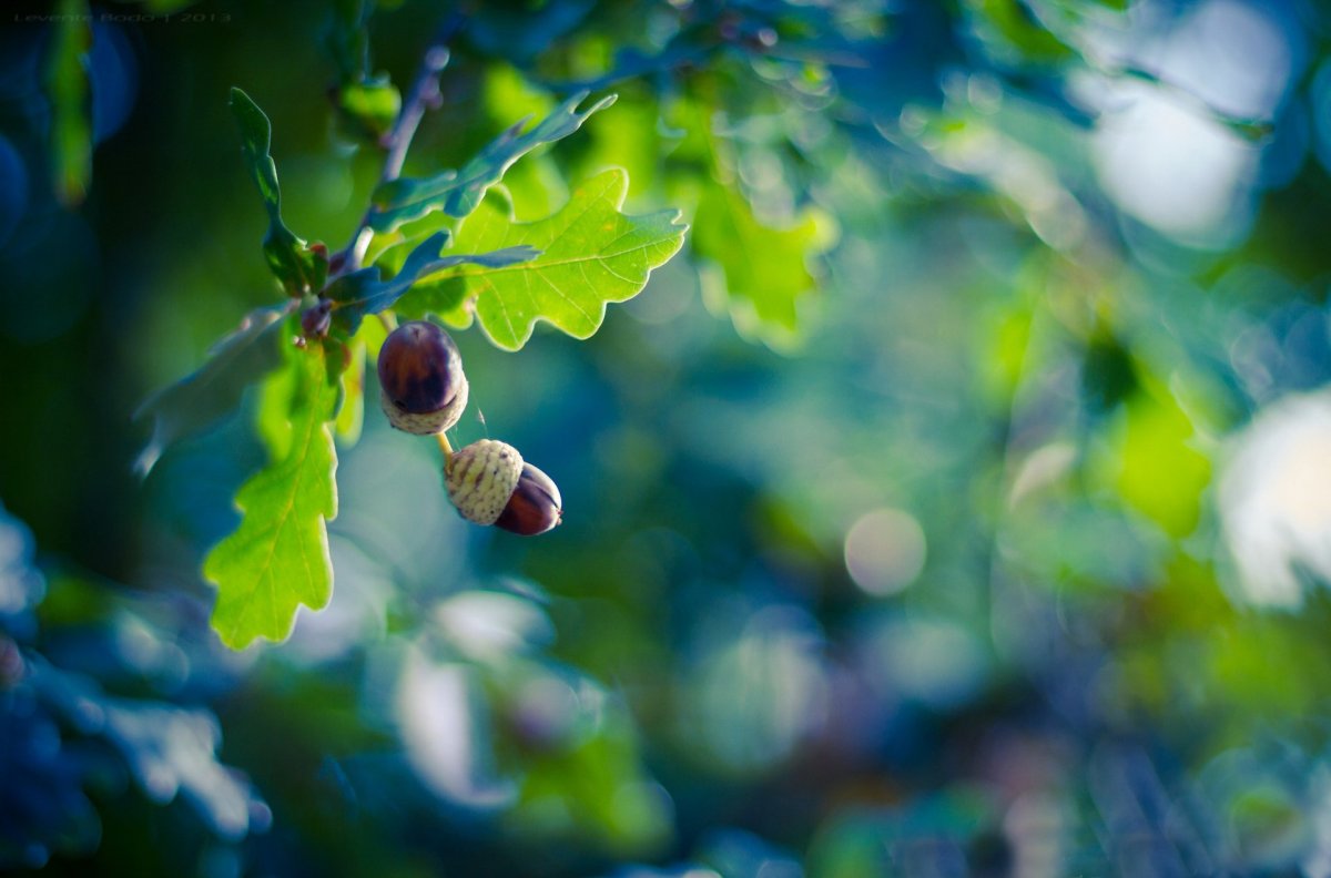 Дуб каштанолистный желуди