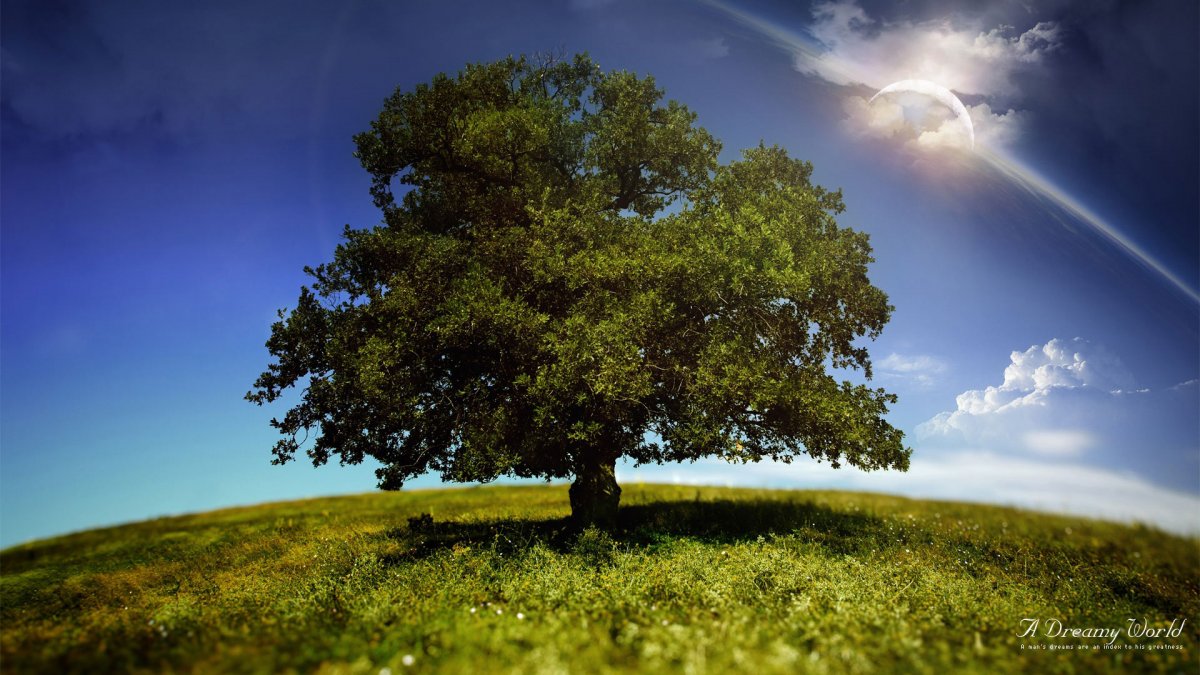 Раскидистое раскидистое дерево