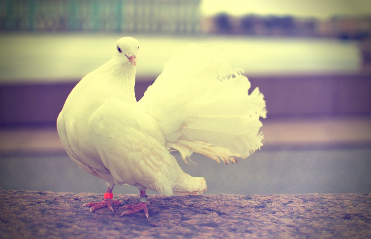 Новокаледонский пестрый голубь