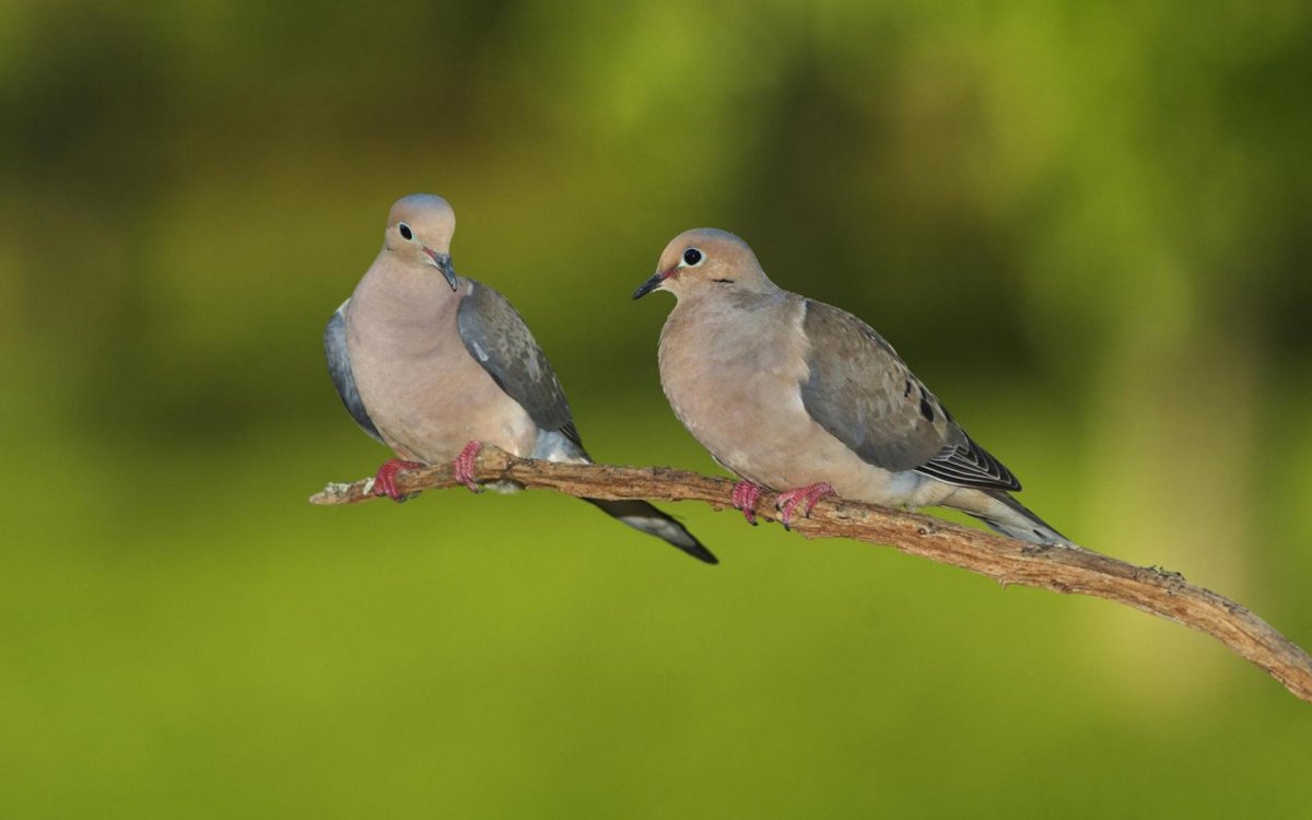 Белый хохлатый голубь