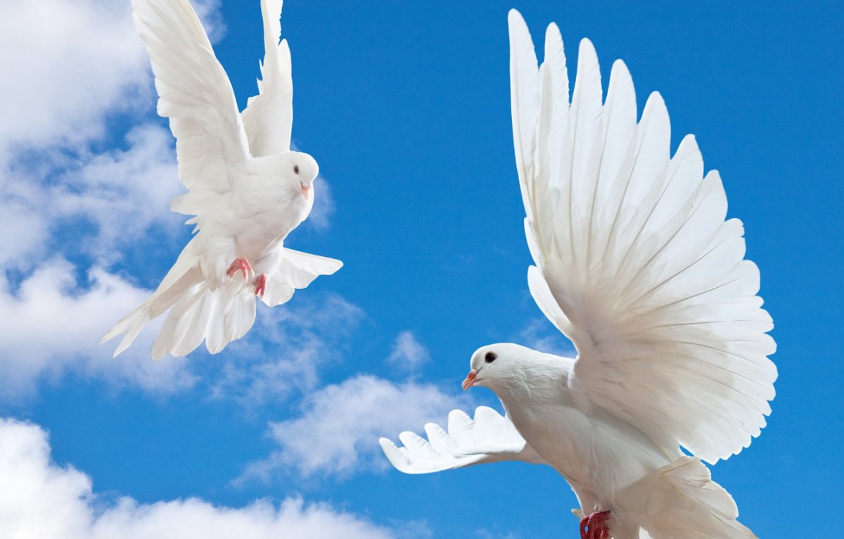 Белый голубь