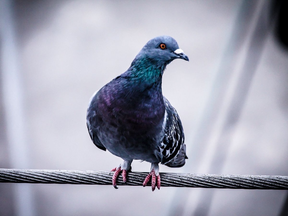 Обои на рабочий стол голуби