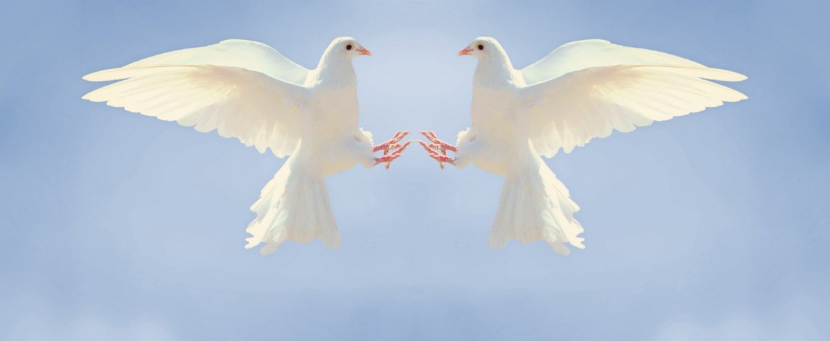 Белый голубь