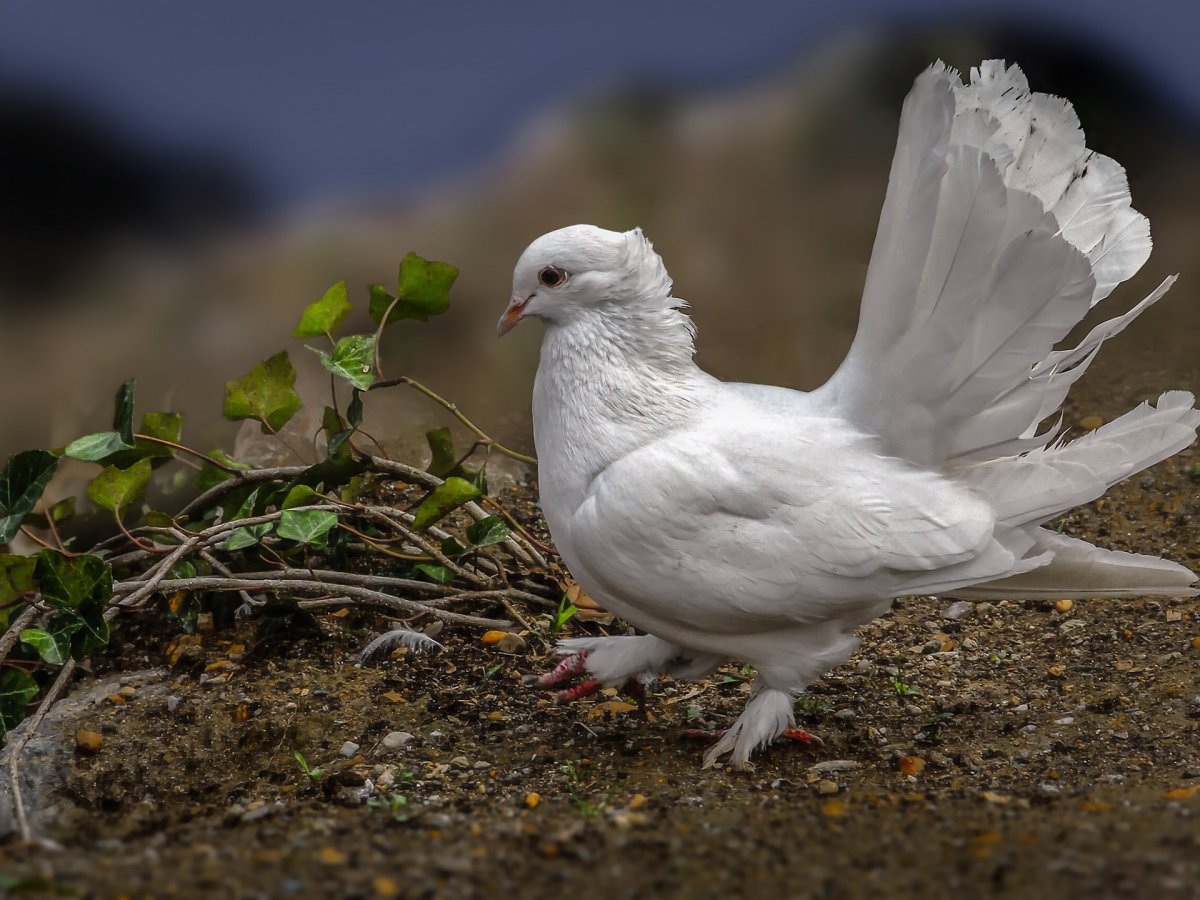 Голубь взлетает
