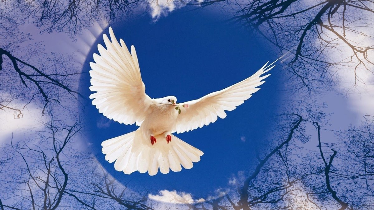 Стая голубей в небе