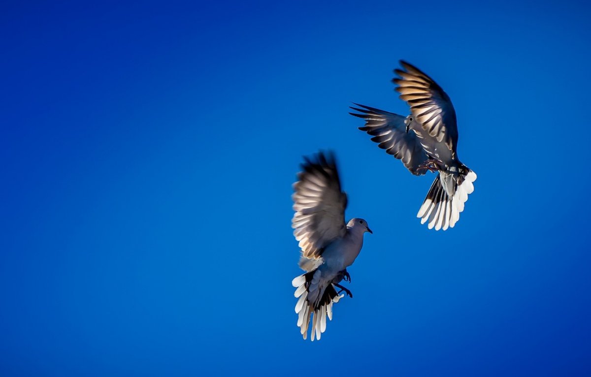 Голуби 1920х1080