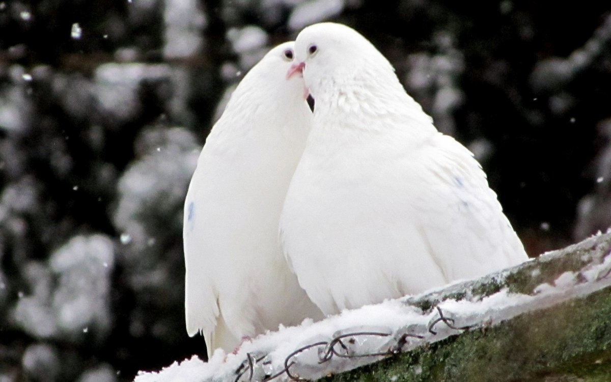 Голубка в небе