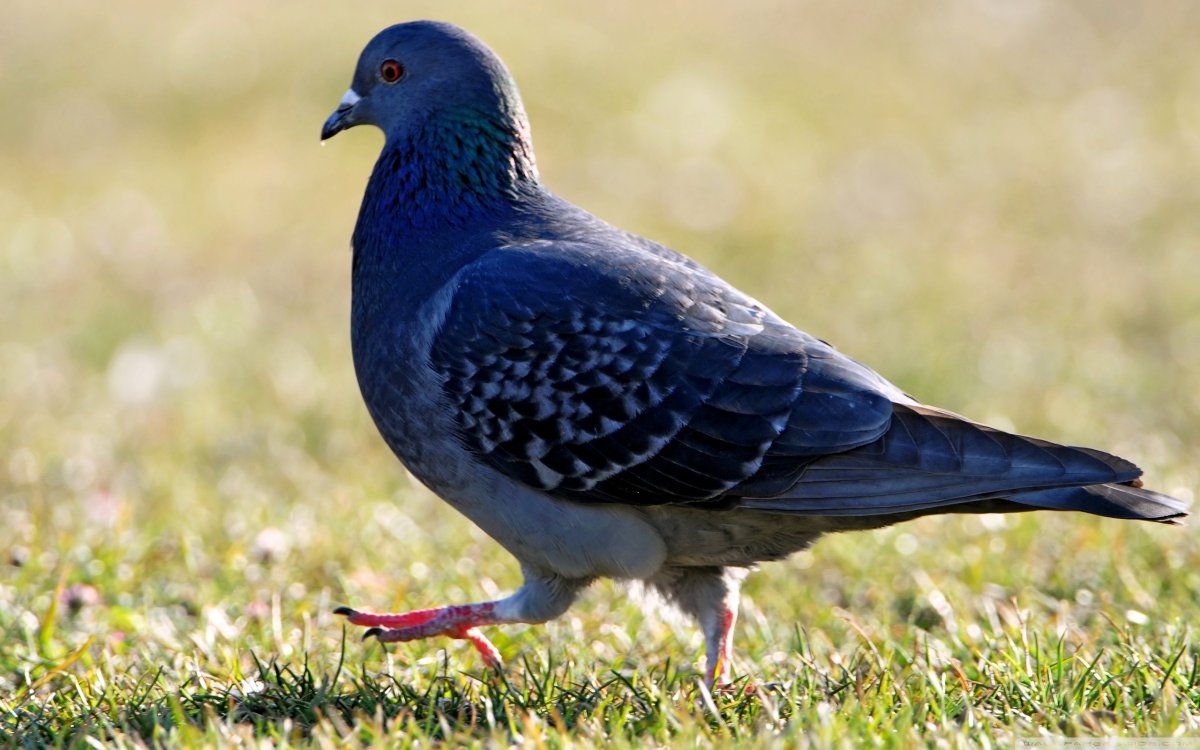 Белые птицы в небе