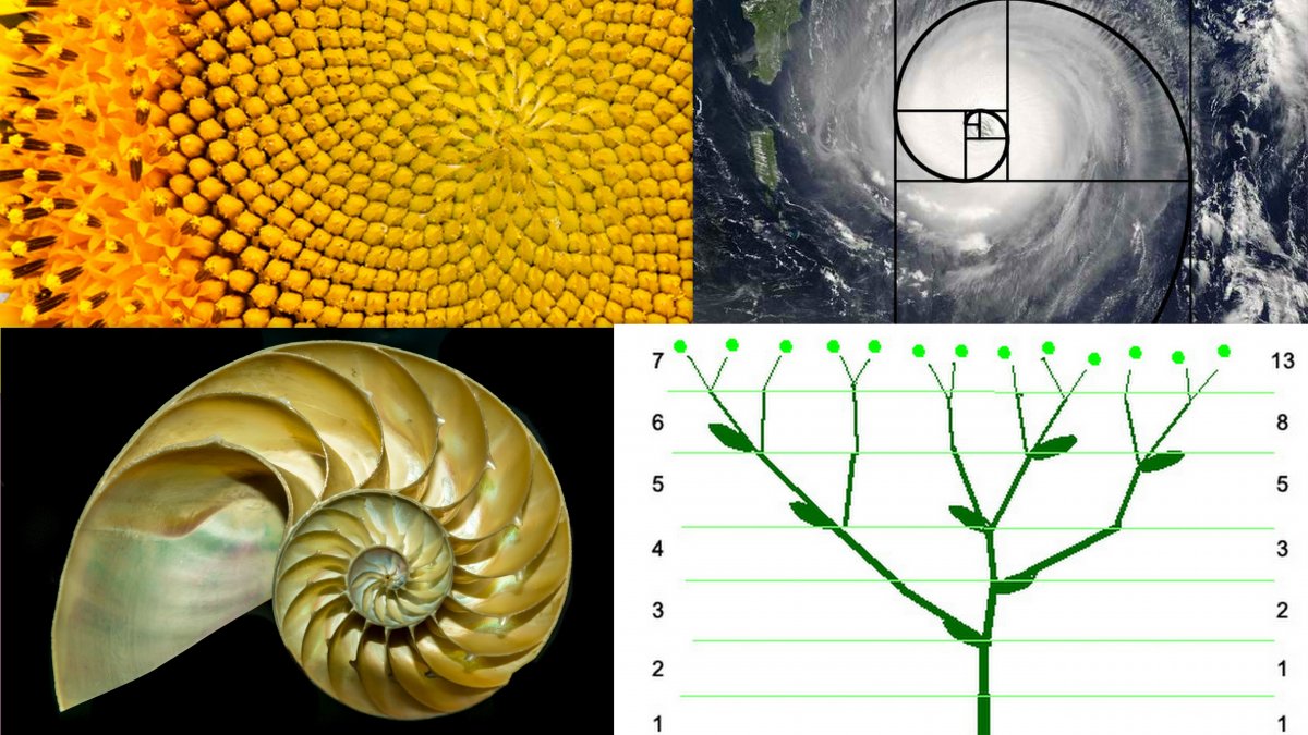 Фибоначчи золотое сечение в природе