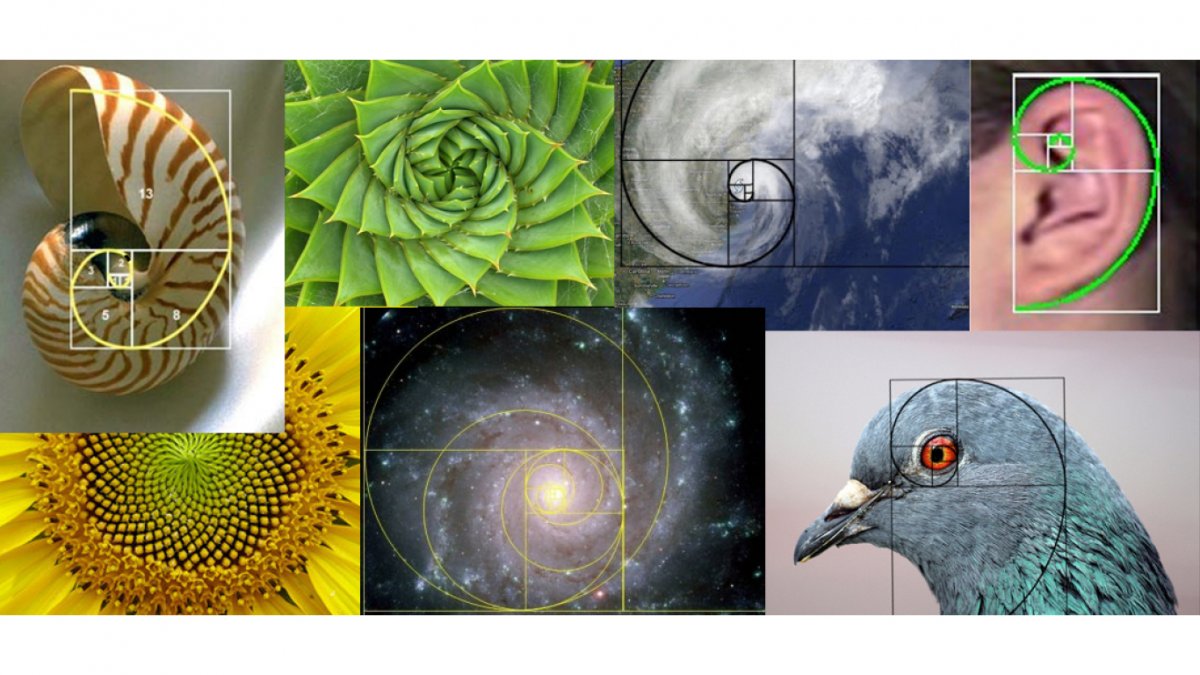 Золотое сечение в природе