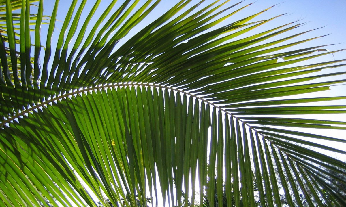 Ветка пальмы