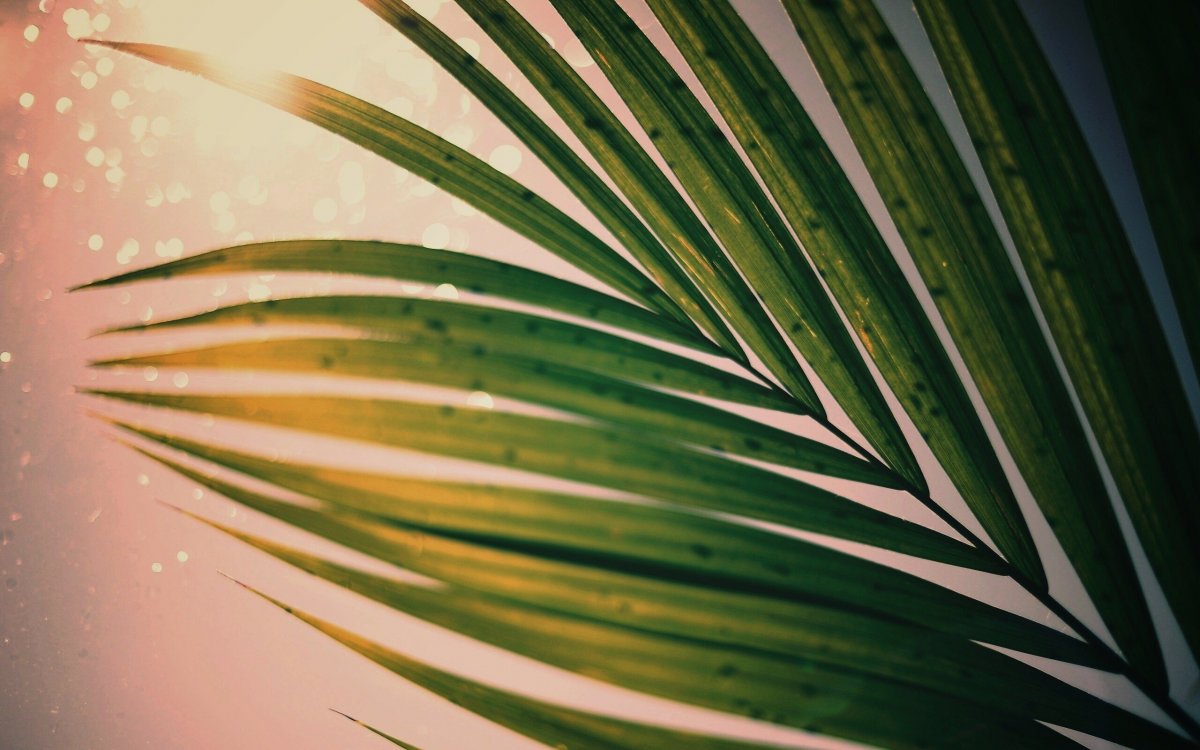 Тропические листья