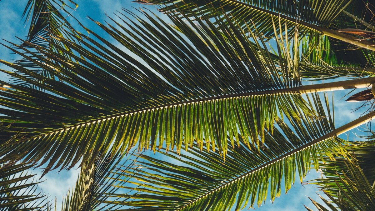 Пальмы тропики