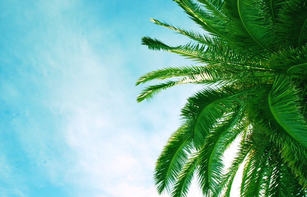 Ветка пальмы