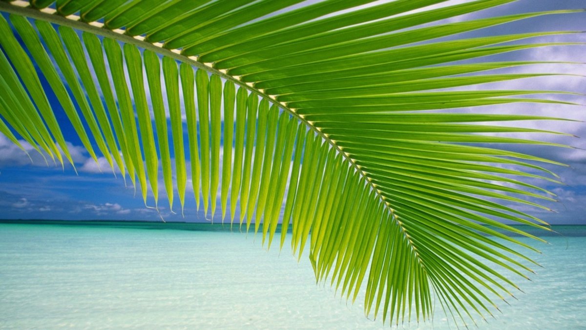 Фото на рабочий стол море пальмы