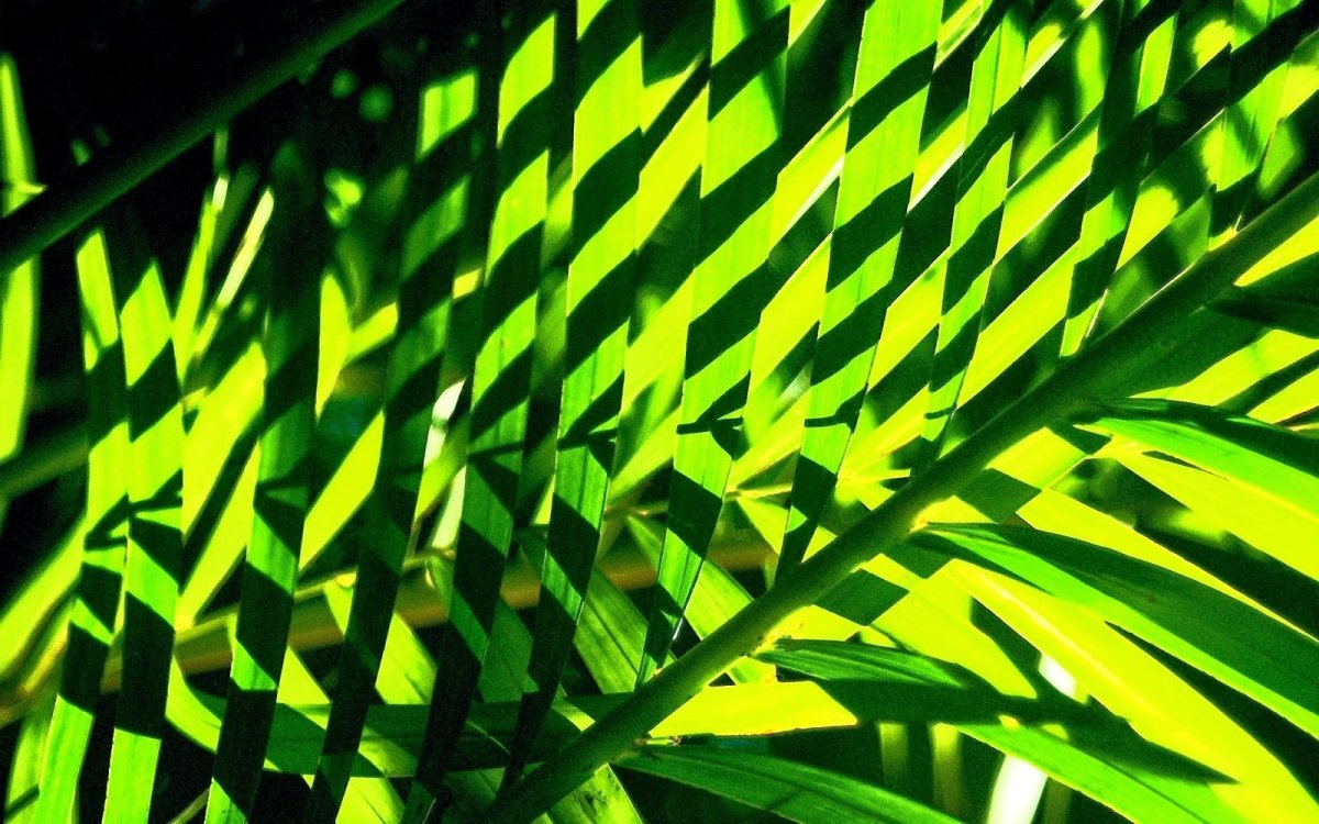 Тропический фон