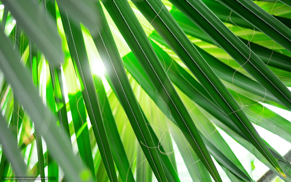 Зелень тропики