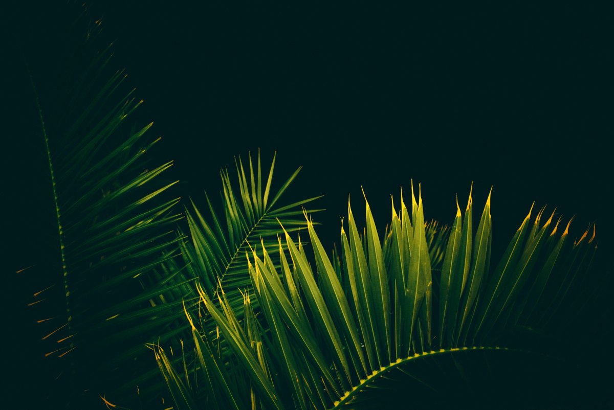 Тропические листья