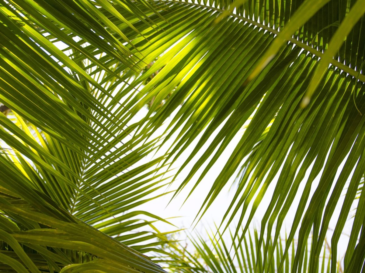 Пальмовые листья