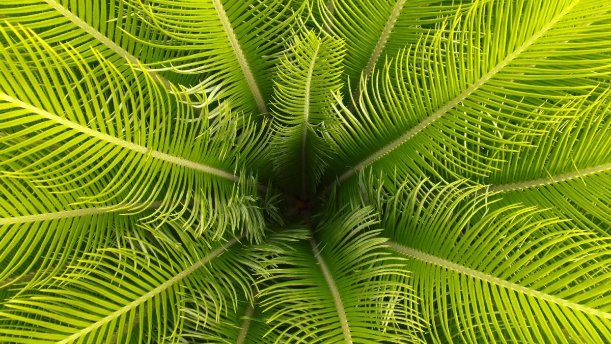 Пальмовые листья