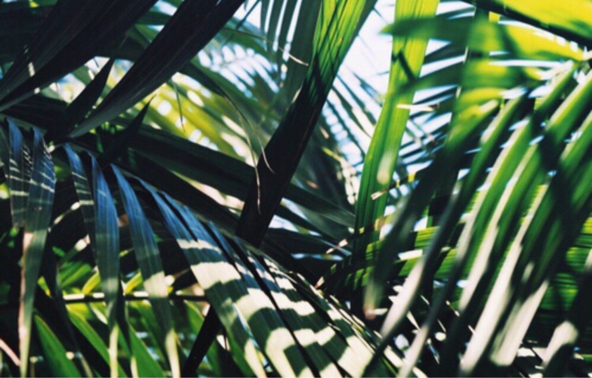 Пальмы Эстетика