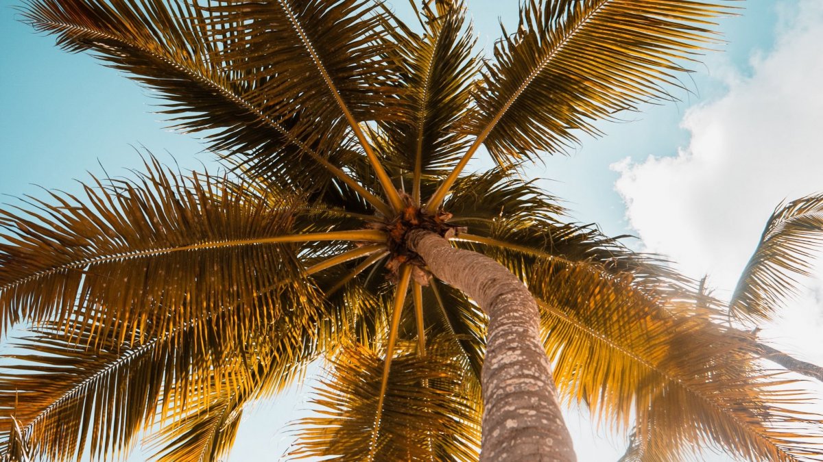 Ветка пальмы