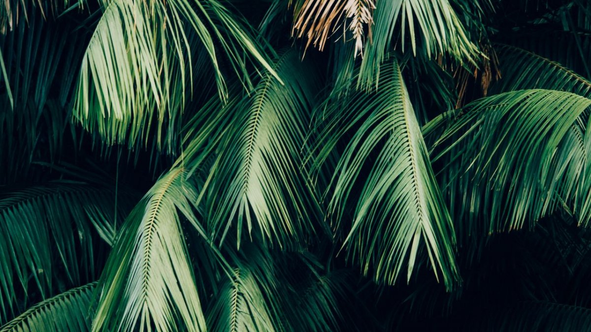 Тропические листья