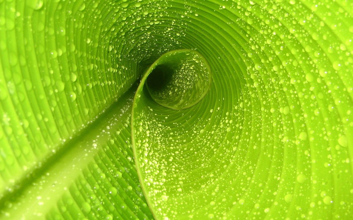 Сочный зеленый цвет