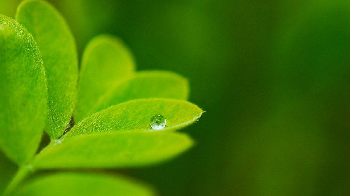 Обои листья