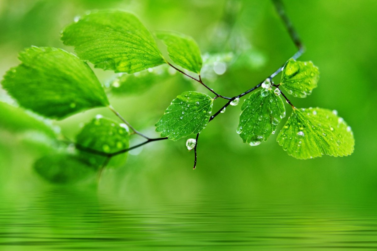 Природа в зеленых тонах