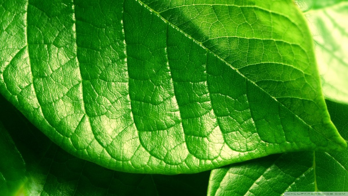 Хлорофилл листик