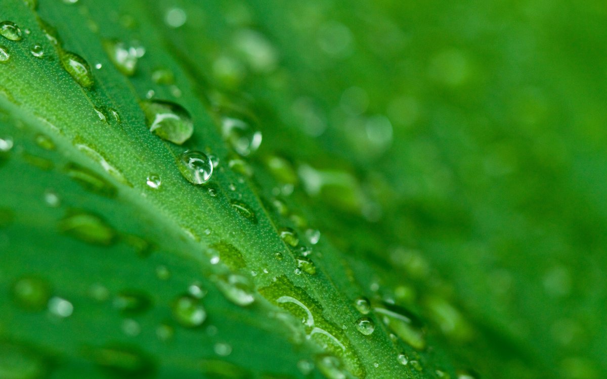 Сочный зеленый цвет