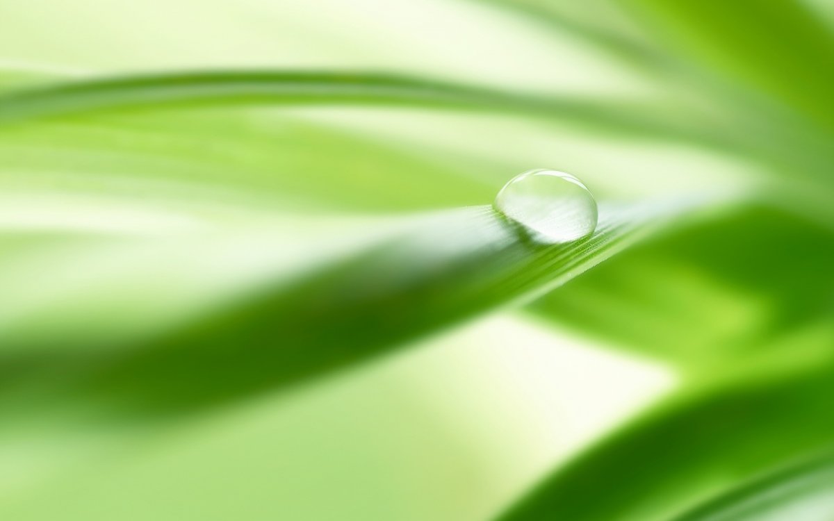 Зеленый фон