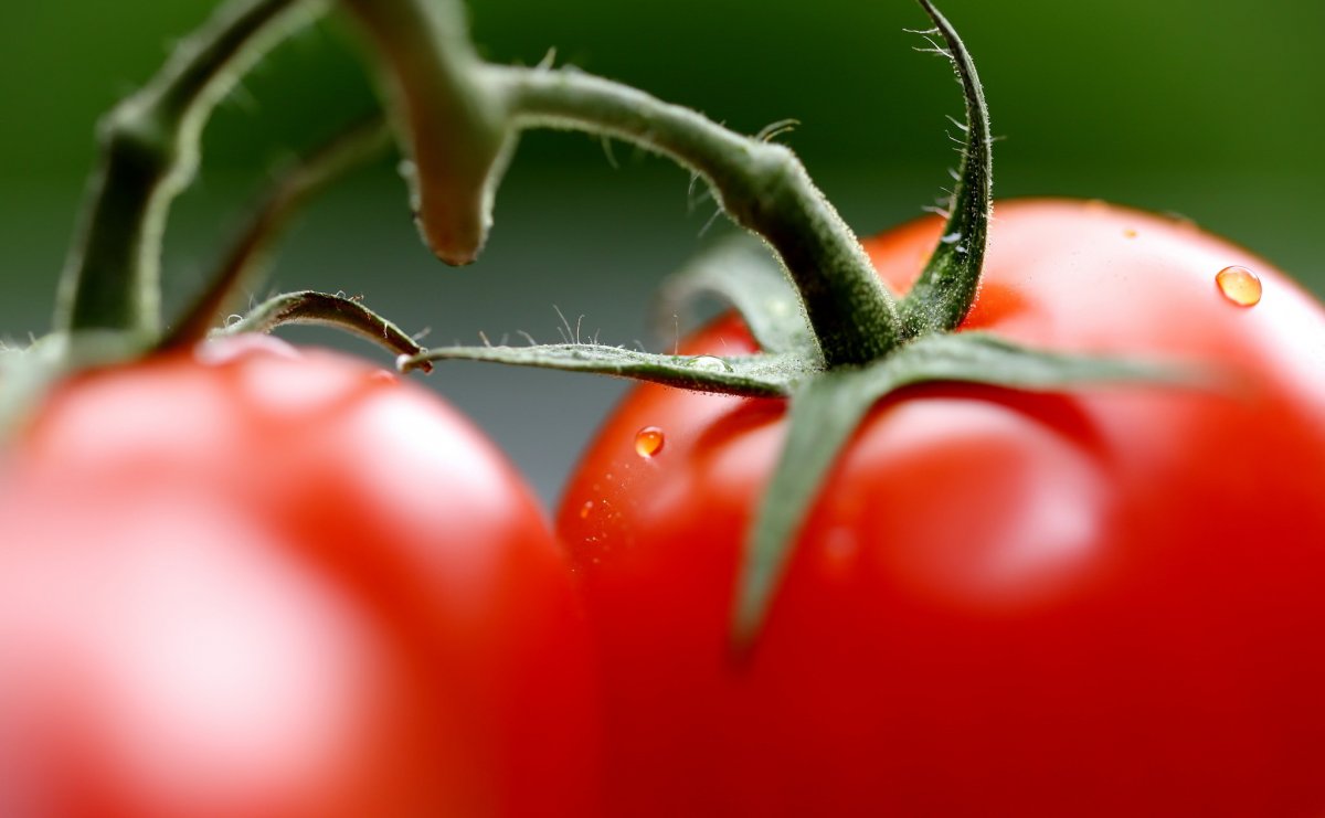 Помидоры на ветке