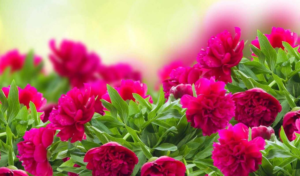 Цветник с красными пионами