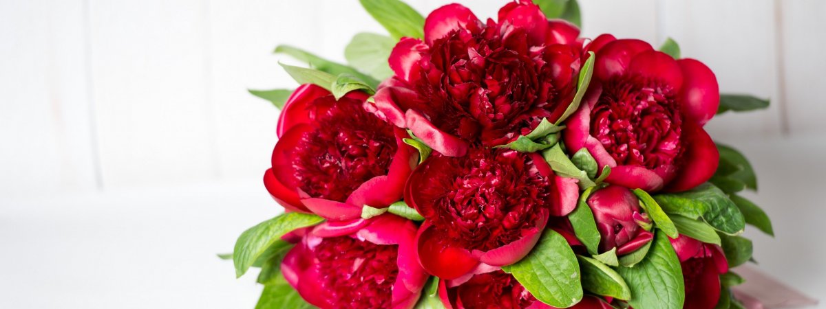 Красные пионы обои
