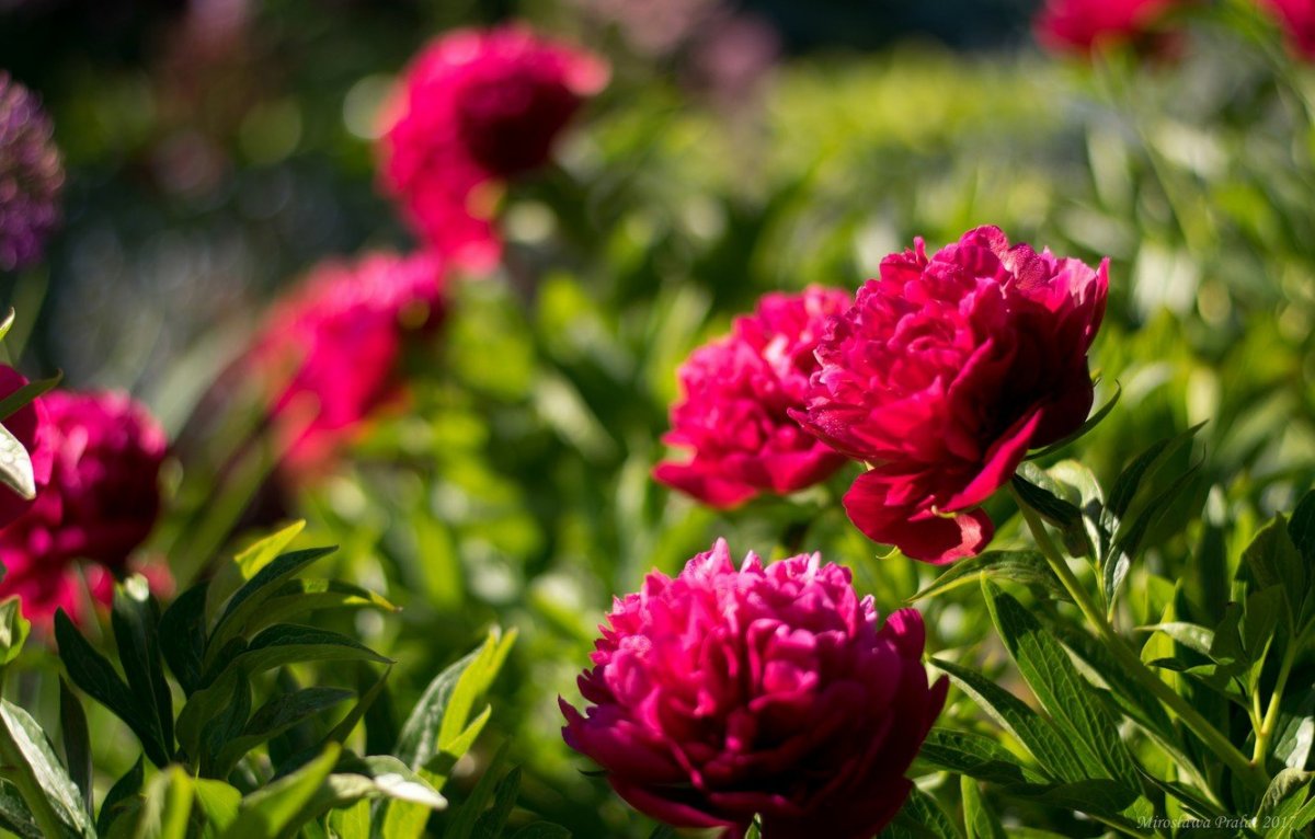 Весенние цветы пионы