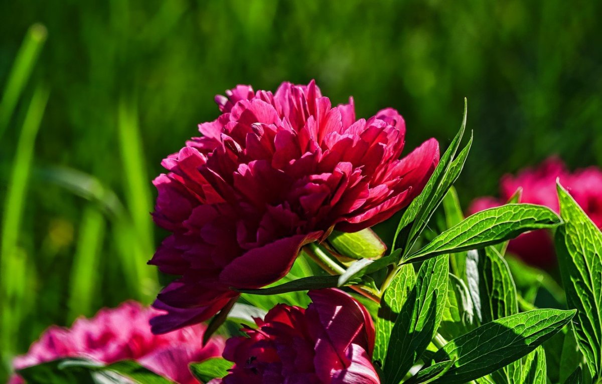 Пион тонколистный