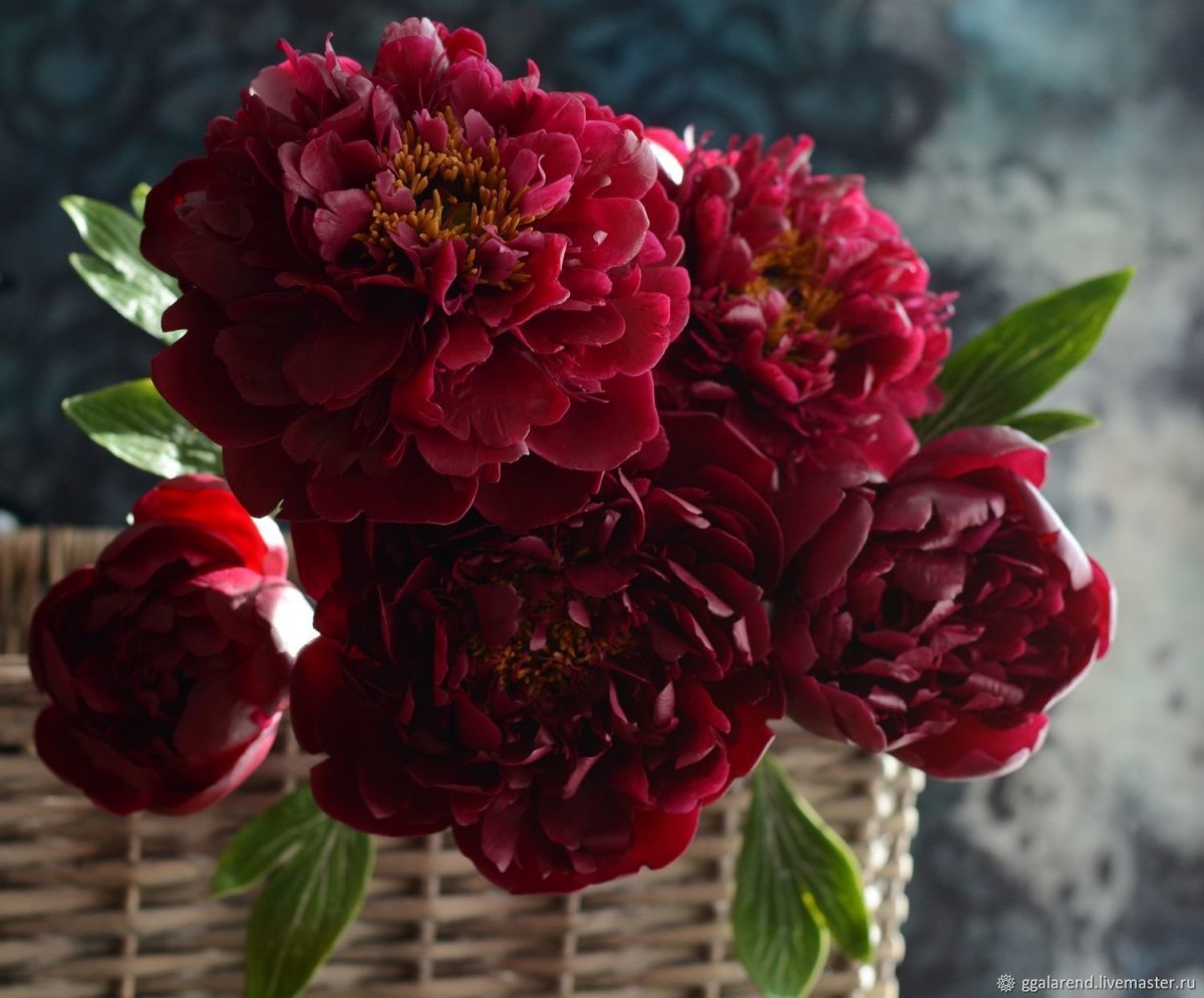 Пионы Бургундия