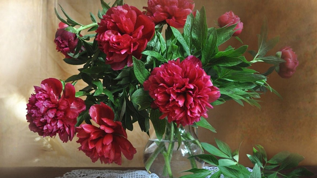 Бордовые пионы