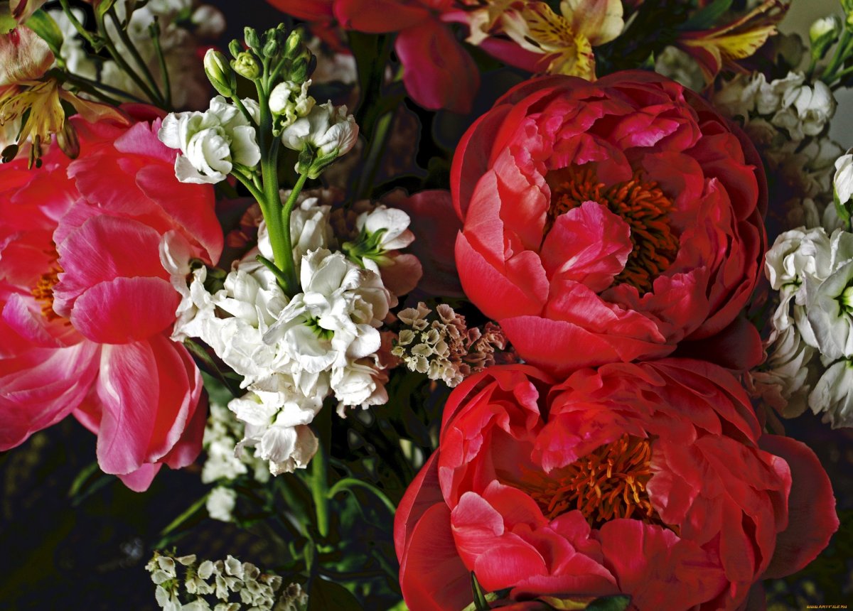 Пионы картинки