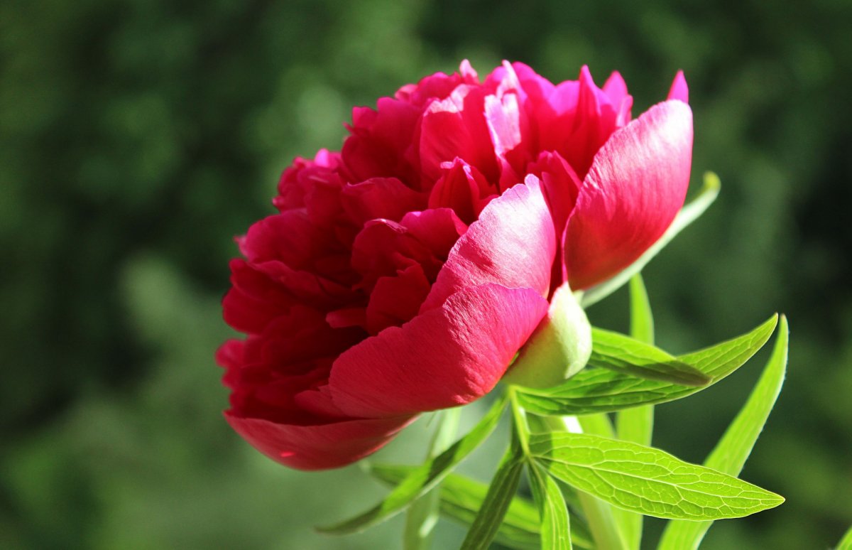 Пион тюльпановидный