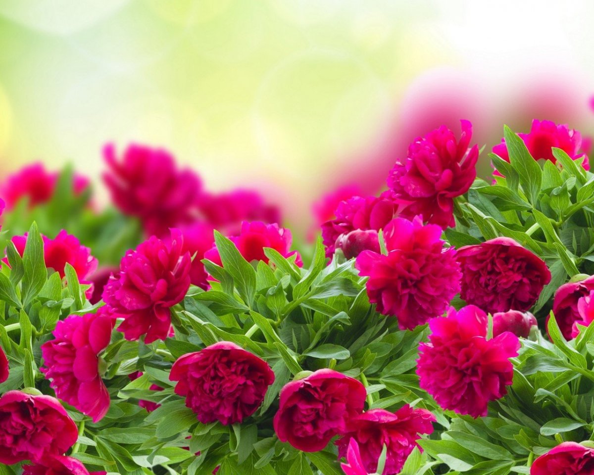 Цветник с красными пионами