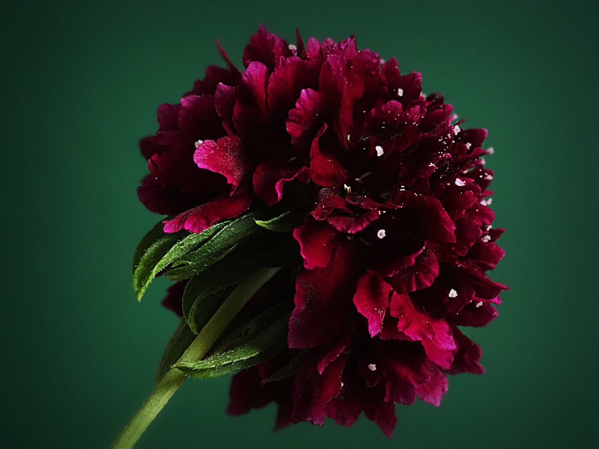 Пион Кримсон вельвет