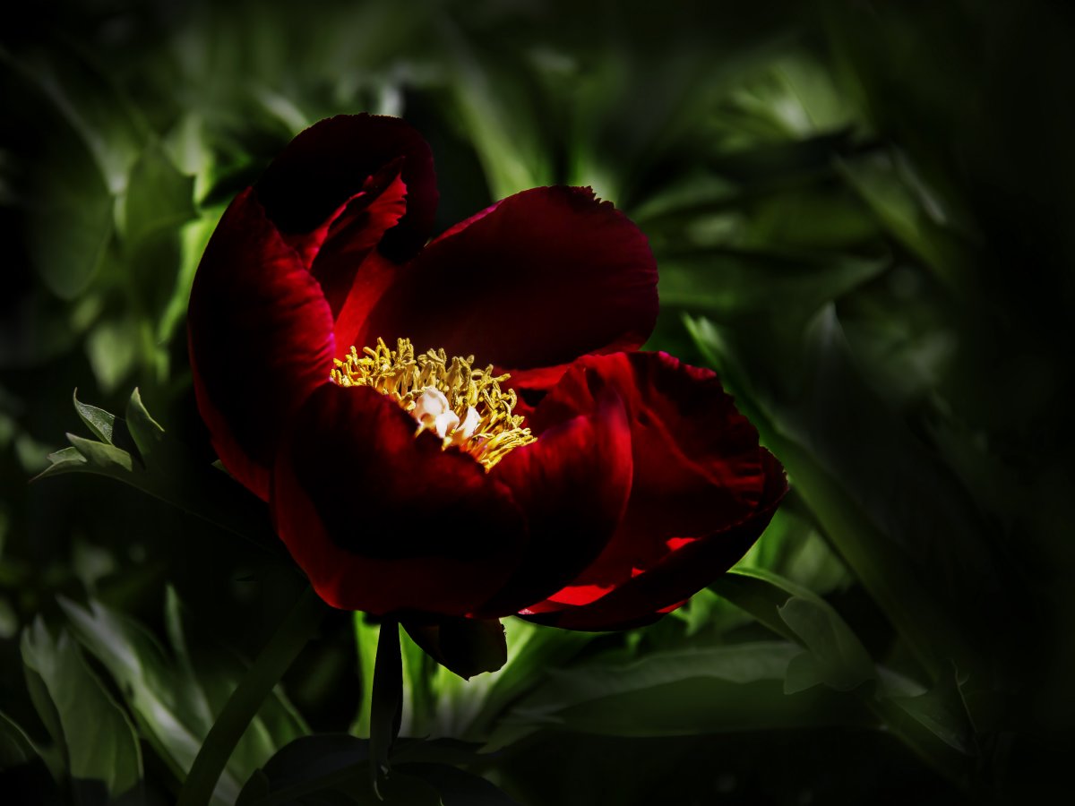 Бордовые пионы